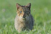 Portrait of Wildcat in a meadow in summer France