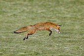 Red fox hunting in a meadow mowed Vosges France 