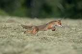 Red fox hunting in a meadow mowed Vosges France 