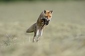 Red fox hunting in a meadow mowed Vosges France 