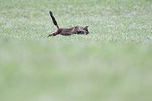 Red fox hunting in a meadow Vosges France 
