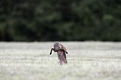 Red fox hunting in a meadow Vosges France 