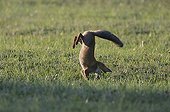 Red fox hunting in a meadow Vosges France 