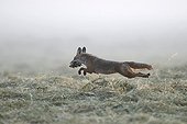 Red Fox and prey in a meadow mowed Vosges France 