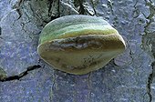 Hoof polypore on a trunk