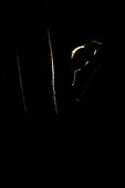 Common possum near a pond at night French Guiana