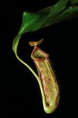 Pitcher plant