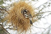 White-browed Sparrow-weaver Masai Mara