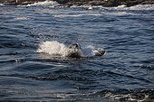 Great white shark and Cape fur seal
