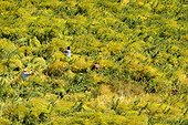 Harvest in a field of polycultures Andes Ecuador