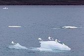 Beluga Whales surface and Glaucous Gulls on ice Liefdefjord 