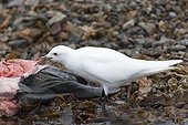 Ivory Gull eating a dead seal Spitsbergen 