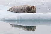 Bearded seal on ice Spitsbergen Bay King George 