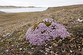Moss campion flowers in the tundra Spitsbergen Svalbard