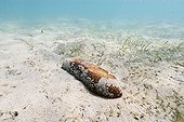 Brown sea cucumbers on New Caledonia