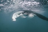 Giant Manta Ray  Mexico ; The blooming of plancton that happen during the full moon attract thousends of fishes (little tunnies and sardines) and also some giants : manta rays and whale sharks