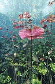 Water Lilies in Car Wash Cenote in Mexico ; It is amazing to discover such underwater garden made of water lilies right below the surface of Car Wash Cenote (Aktun Ha, Mexico). The beautiful light made the colors so bright that it looks like Paradise...