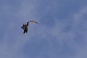 Spanish Imperial Eagle attacking a Vulture in flight Spain 