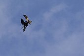 Spanish Imperial Eagle attacking a Vulture in flight Spain 