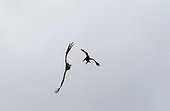 Spanish Imperial Eagle attacking a Vulture in flight Spain 