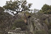 Spanish Imperial Eagle attacking a Vulture in flight Spain 