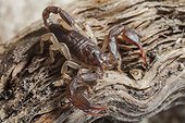 European yellow tailed scorpion on a piece of wood France