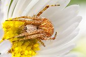 White-tailed Sac Spider on daisy flower in autumn France