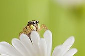 Jumping Spider on a flower in autumn France