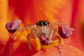 Jumping spider female hunting in autumn France