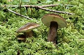 Milcaps 