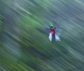 Resplendent quetzal in flight Los Quetzales NP Costa Rica ; Cordillera de Talamanca