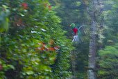 Resplendent quetzal in flight Los Quetzales NP Costa Rica ; Cordillera de Talamanca