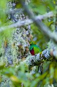 Resplendent quetzal on a branch Los Quetzales NP Costa Rica ; Cordillera de Talamanca