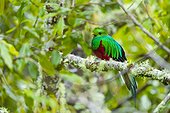 Resplendent quetzal on a branch Los Quetzales NP Costa Rica ; Cordillera de Talamanca
