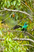 Resplendent quetzal flying away Los Quetzales NP Costa Rica ; Cordillera de Talamanca