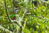 Resplendent quetzal on a branch Los Quetzales NP Costa Rica ; Cordillera de Talamanca