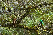 Resplendent quetzal on a branch Los Quetzales NP Costa Rica ; Cordillera de Talamanca