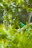 Resplendent quetzal on a branch Los Quetzales NP Costa Rica ; Cordillera de Talamanca