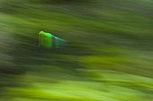 Resplendent quetzal in flight Los Quetzales NP Costa Rica ; Cordillera de Talamanca
