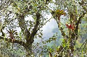 Epiphytic bromeliads Los Quetzales NP Costa Rica  ; Cordillera de Talamanca