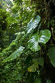 Santa Elena Cloud Forest Nature Reserve Costa Rica