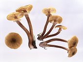 Young Honey fungus on white background