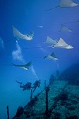Spotted Eagle Rays and divers over a wreck Yucatan 