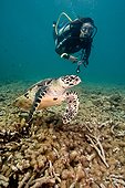 Diver and Hawksbill Turtle above Reef Maldives 