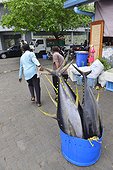 Yellowfin tuna fishing Male Maldives 