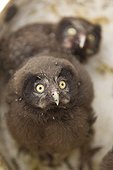 Portrait of a Young Boreal Owl Jura Switzerland