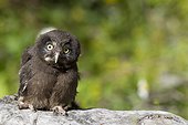 Young boreal Owl on strain Jura Switzerland 