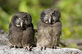 Young boreal Owls on strain Jura Switzerland 