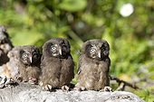Young boreal Owls on strain Jura Switzerland 