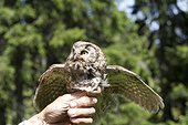 Boreal Owl grip Jura Switzerland